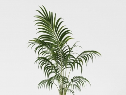 CINEMA 4D室内绿植：黑色圆形现代花盆中的优雅散尾葵凤尾竹高品质3D热带室内植物模型C