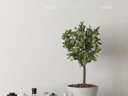 摆件装饰品c4d绿植盆栽哑铃瓶子蜡烛模型下载