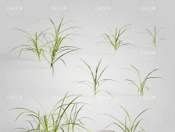 杂草野草鸭茅草C4D模型 Dactylis 3d model