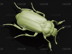 日本埋葬虫覆葬甲 昆虫甲虫C4D模型 Nicrophorus japonicus