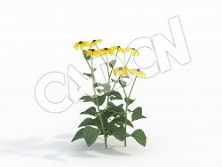 C4D黄菊花卉模型 Rudbeckia_C