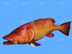 巴西笛鲷C4D绑定动画模型 cubera snapper c4d model