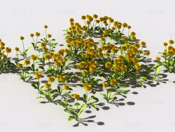 蒲公英植物C4D模型 pattern_dandelion-1