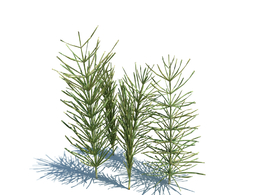 问荆草植物杂草模型下载Equisetum arvense v1