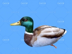 绿头鸭鸭子C4D绑定动画模型 duck c4d model