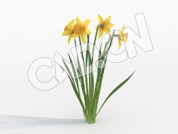 C4D五枝黄色花卉水仙花模型 Narcissus_G