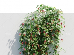 爬墙植物红萼苘麻C4D模型 Abutilon megapotamicum