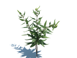 刺荨麻植物杂草模型下载Urtica dioica v2