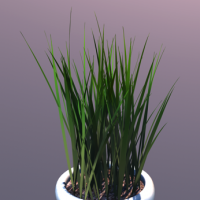 C4D绿草盆栽植物模型0025