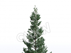 C4D云杉松树塞尔维亚云杉模型 Picea omorika 3d model