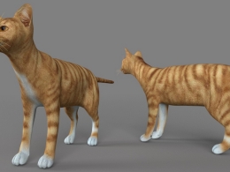 德文莱克斯猫C4D模型 Devon rex 3d model