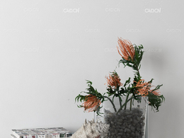 摆件装饰品c4d海螺花卉书本模型下载