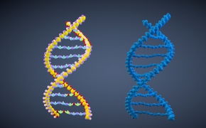 DNA分子C4D模型 dna molecule