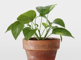 CINEMA 4D室内绿植：经典赤陶花盆中的绿萝攀爬藤蔓和心形叶片细节丰富的室内攀爬植物3