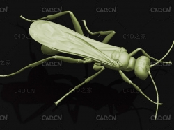 泥蜂黄蜂虫C4D模型 Blue Mud Dauber Wasp