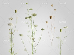 野胡萝卜花C4D模型 Daucus 3d model