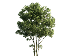 景观树木：臭槐树三维模型plant-1