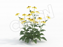 C4D黄菊花模型 Rudbeckia_D