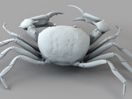 螃蟹 骏河隆背蟹 C4D模型 Carcinoplax Suruguensis