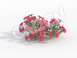 C4D玫红色矮牵牛花模型 Petunia_F