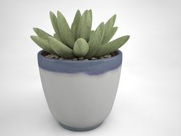 室内装饰植物-多肉植物C4D模型 Gasteria 3d model