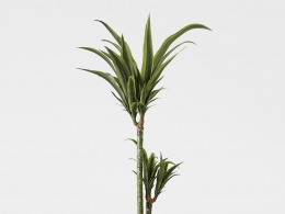 CINEMA 4D室内绿植：棕色圆柱形纹理花盆中的优雅龙血树狭长直立叶片逼真3D室内装饰植