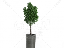 C4D景观办公室客厅盆栽绿植模型