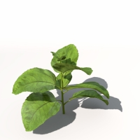 葵花苗C4D模型 Sunflower