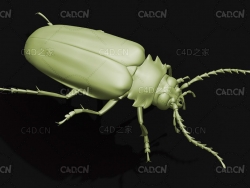 锯天牛 昆虫甲虫C4D模型 Prionus insularis insularis
