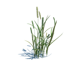 猫尾草梯牧草c4d植物杂草模型下载Phleum pratense L v2