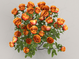 杏黄色月季花卉C4D模型Roses - Orange - 0.32 m
