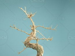 弯曲的盆景树木Dead Bonsai 06