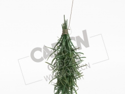 一捆菖蒲药食植物C4D模型 calamus