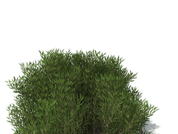 金合欢树C4D模型 Coastal Wattle