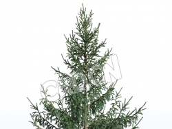 C4D白云杉青云杉松树模型 Picea glauca 3d model