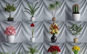 植物花卉盆景C4D模型合集 CGAxis Plants Collection [C4D]