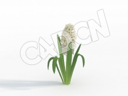 C4D白珍珠白风信子花卉模型 Hyacinthus_C