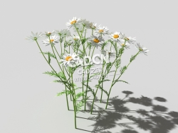 春黄菊甘菊花植物C4D模型 camomile-b 3d model
