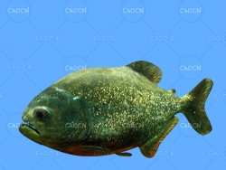 食人鱼C4D动画模型 piranha c4d model