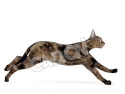 奔跑的塞伦盖蒂猫C4D模型