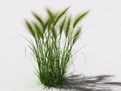 墨西哥羽毛草细茎针茅利坚草植物C4D模型 feather-grass-b2