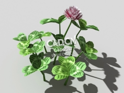 三叶草植物C4D模型 clover-a1 3d model