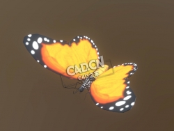蝴蝶C4D模型下载 Butterfly-8