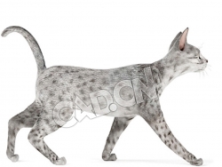 行走的埃及猫宠物猫C4D模型