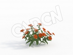 C4D桔红色百日菊花卉模型 Zinnia_A