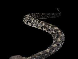 毒蛇响尾蛇C4D模型 rattlesnake 3d model