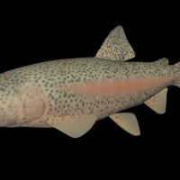 海洋鱼模型：鳟鱼3D模型 Sea Trout