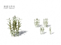 Xforg-植物模型-Agriculture-：玉米杆C4D模型 corn 3D model