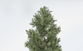 柏树C4D模型 Incense Cedar