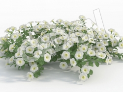 C4D多株白色矮牵牛花模型 Petunia_H